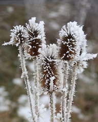 a flower of frozen thistles