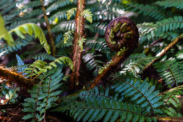 fern © Piotr
