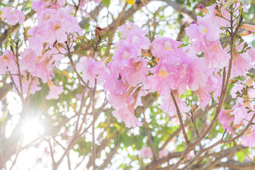 Pink trumpet tree row with sunlight