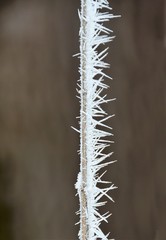 frost crystals on a wire grass