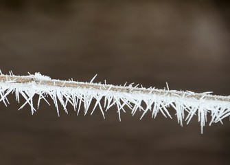 frost crystals on a wire grass