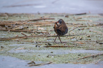 Water rail bird - Rallus aquaticus on icy lake