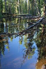 Obraz premium Reflecting Pool in Forest