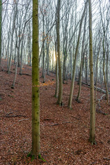 Bare tree in autumn with last leaves