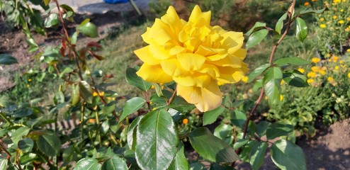 Very beautiful garden blooming fragrant yellow rose.