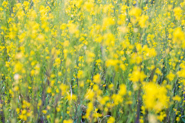 Rape blossoms