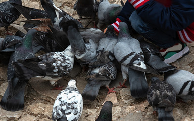 flock of hungry pigeons, which is fed in the park with hands