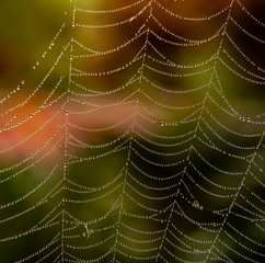 Spiderweb with dew on autumn morning