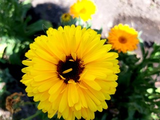 Summer park. Flora. Beautiful yellow fresh fragrant flowers.