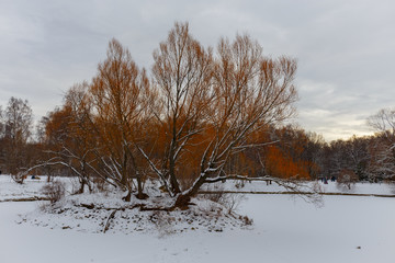 View of trees covered with snow located in the city Park. Moscow, Russia.