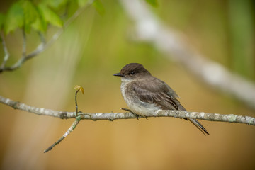 Eastern Phoebe bird