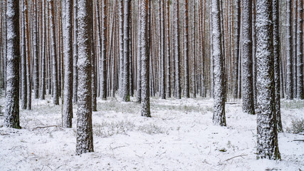 Winter forest with bare trees