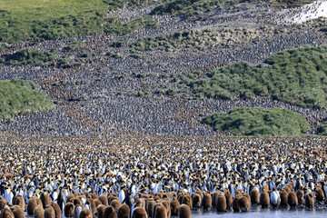 Healthy King penguins in a breeding colony on South Georgia Island.