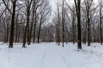 View of trees covered with snow located in the city Park. Moscow, Russia.