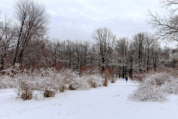 View of trees covered with snow located in the city Park. Moscow, Russia.