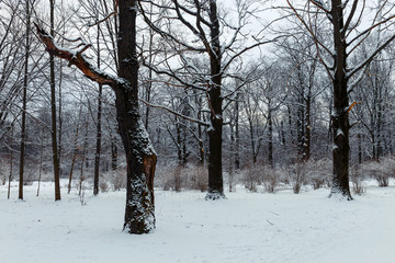 Fototapeta premium View of trees covered with snow located in the city Park. Moscow, Russia.