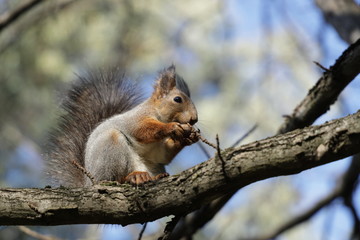 Naklejka na ściany i meble squirrel on a tree with a nut 