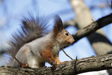 squirrel on tree