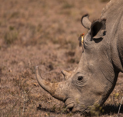 Rhinoceros with attendant Oxpecker © David