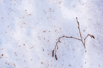 Branch in the snow.