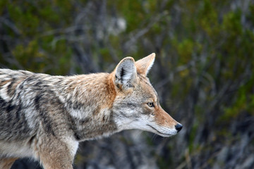 Wild Coyote In Remote West Texas