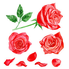 Set of red roses with petals. Watercolor.