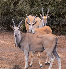 Eland