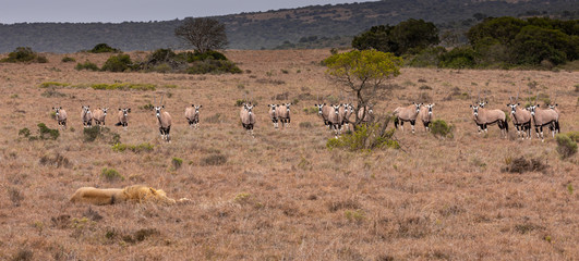 Fototapeta na wymiar Sleeping lion watched anxiously by a herd of Oryx