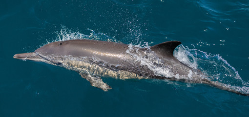 Fototapeta premium Long beaked common dolphins