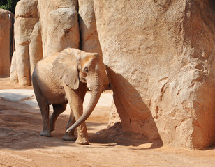 Gehender Elefant zwischen riesigen Steinen © MishAnia