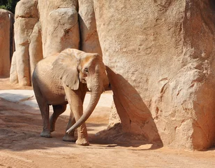 Gehender Elefant zwischen riesigen Steinen © MishAnia