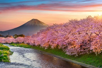 Fotobehang Tokio Cherry blossoms and Fuji mountain in spring at sunrise, Shizuoka in Japan.  © tawatchai1990