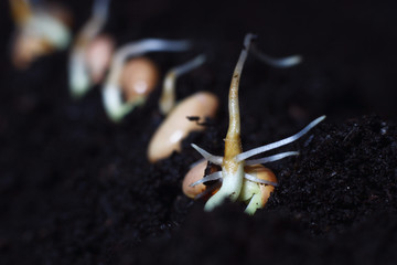 sprouted beans close-up in fertile soil