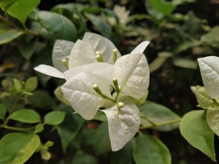 White Paper flower in garden