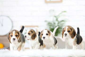 Beagle puppy dogs standing on white carpet at home