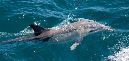 Naklejka premium Long beaked common dolphins
