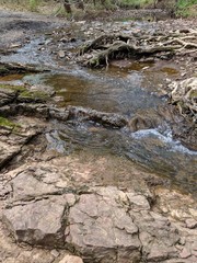 Stream in Forest