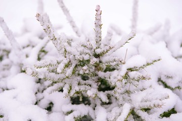 winter snow background