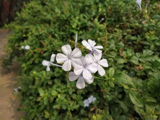 Beautiful white flower in garden