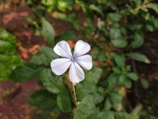 Beautiful white flower in garden