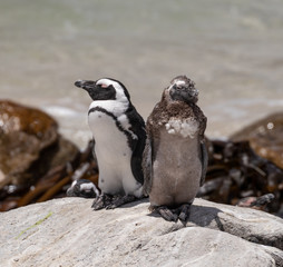 African Penguins