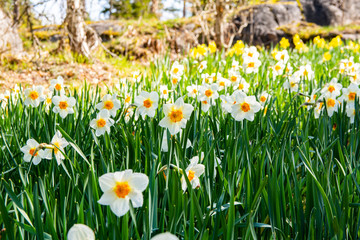 Pretty daffodil flowers in spring, Flower Valley (Blomdalen Kukkalaakso), Gullo, Raseborg, Finland