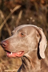 Weimaraner portrait. Close-up of a hunting dog. Loyal friend. Head of Weimaraner.