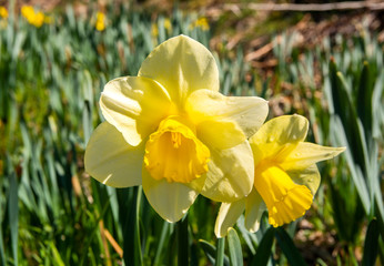 Obraz premium Pretty daffodil flowers in Flower Valley (Blomdalen Kukkalaakso), Gullö, Raseborg, Finland