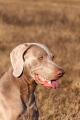 Weimaraner portrait. Close-up of a hunting dog. Loyal friend. Head of Weimaraner.