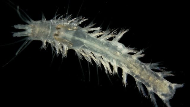 worm Polychaeta under a microscope, this is the Annelida class, live in marine and fresh waters, both the detritus and predators. Syllidae family