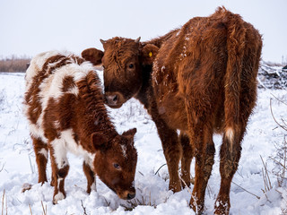 Fototapeta premium herd of bulls grazes in fence. Cows eat hay in snow in open aviary