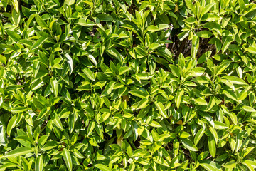 Green texture of Ficus bush branches with leaves we see in the photo