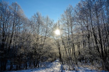 landscape with frozen deciduous forest