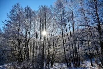 the sun among the branches of frozen trees